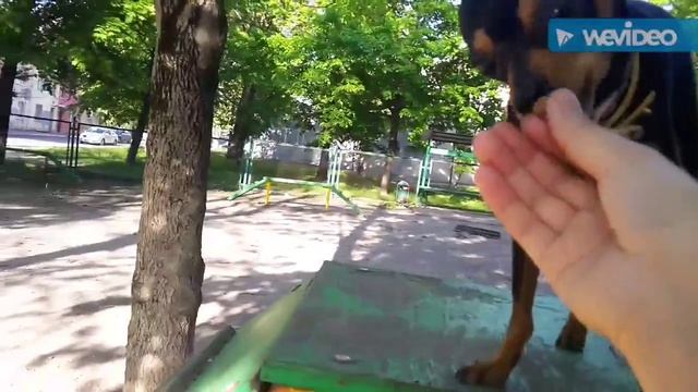 Той терьер на площадке или тренировка русского тоя смотреть онлайн