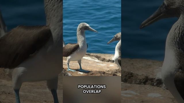 Crazy Courtship Dance! смотреть онлайн