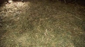 Вьетнамские поросята. Место для опороса зимой