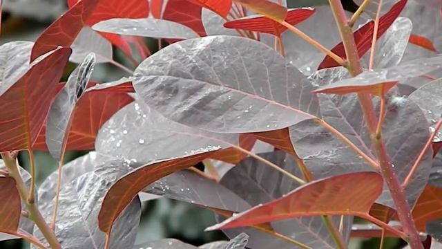 Cotinus coggygria purpureus смотреть онлайн