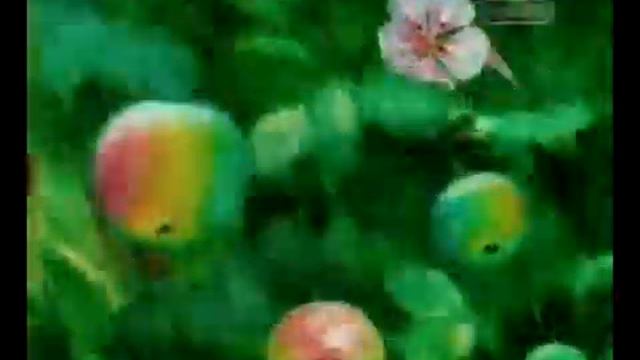 www.adme.ru (J7 яблочный с мякотью) смотреть онлайн