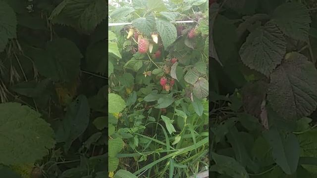 Малина Лячка! смотреть онлайн
