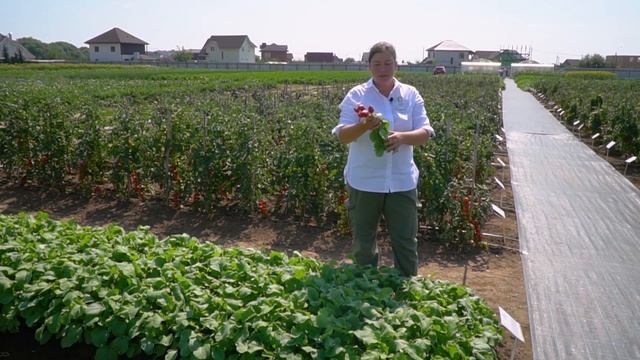 Обзор очень урожайного сорта редиса Меркадо. Выращивание сочного и крупного редиса с весны до осени смотреть онлайн