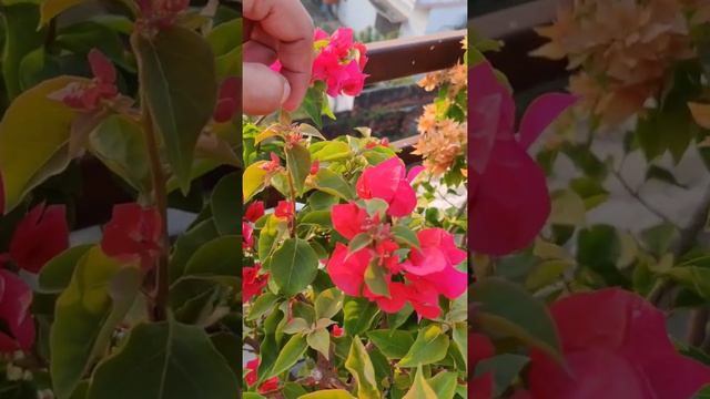 Beauty of Bougainvillea смотреть онлайн