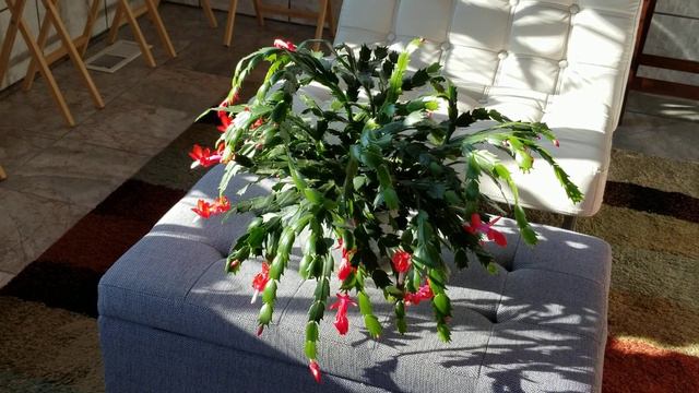 Happy Thanksgiving Cactus! Close-up of My Cacti & More Growing Tips and Info смотреть онлайн