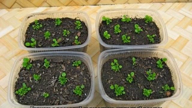 Ампельный львиный зев — посадка и уход, выращивание