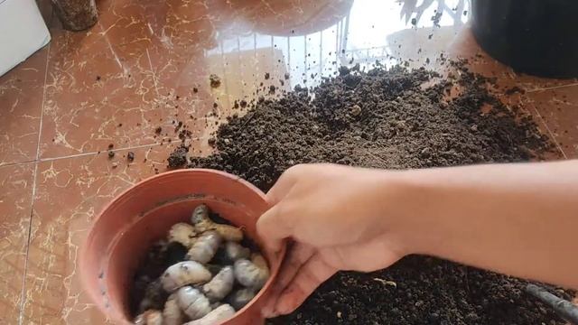 European Rhinoceros Beetle Larvae смотреть онлайн