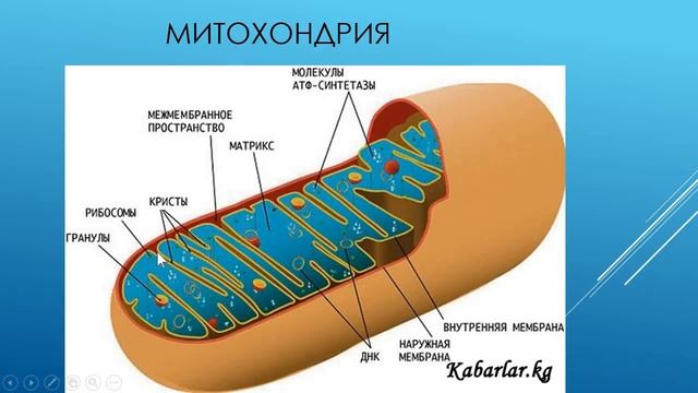 растительная клетка и её структура смотреть онлайн