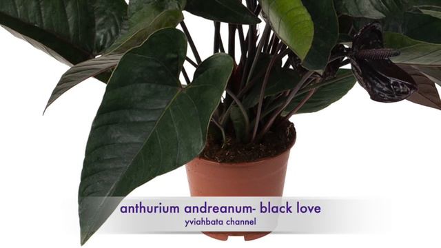 Types of ANTHURIUMS | anthurium with/FLOWER | JACK of CLUBS, Anthurium VARIETIES смотреть онлайн