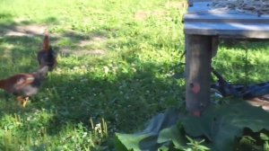 Молодой петух топчет втихаря курицу