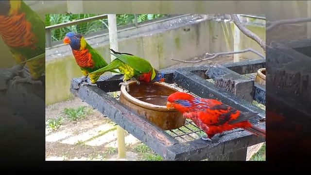 KL Bird Park Malaysia | Wonder Birds World Kuala Lumpur Bird Park | Enjoying 1 Malaysia Bird Park смотреть онлайн