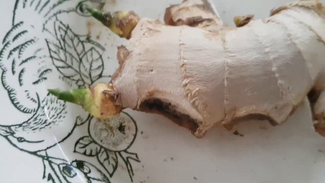 Мускатный Шалфей