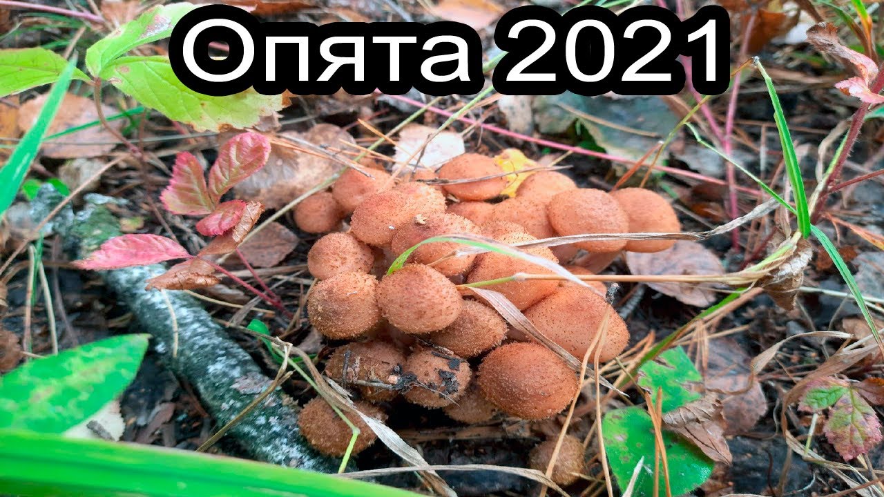 Опята 2021. Закрытие грибного сезона смотреть онлайн