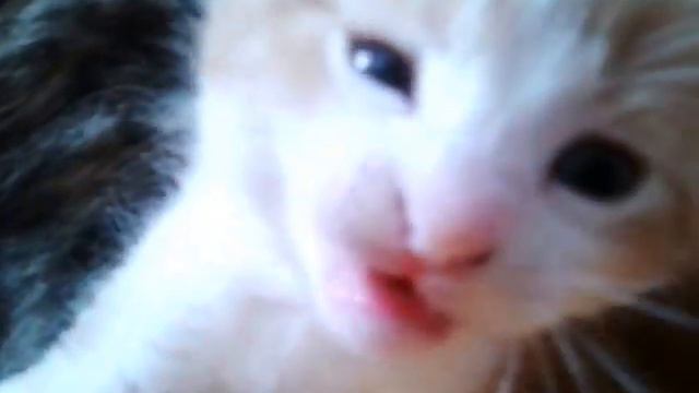 Моя кошачья семейка