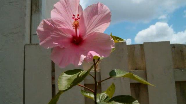 HI000 - Hibiscus - Hibiscus Rosa-Sinensis - Grow Hibiscus Flowers - Want A Colorful Hobby? смотреть онлайн