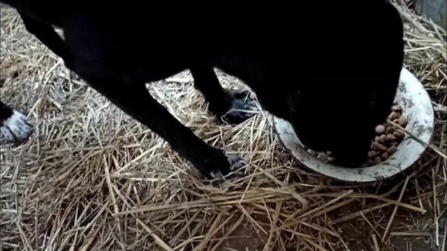 История вольеров в ангаре/часть 10/Приют для собак г. Ефремов смотреть онлайн