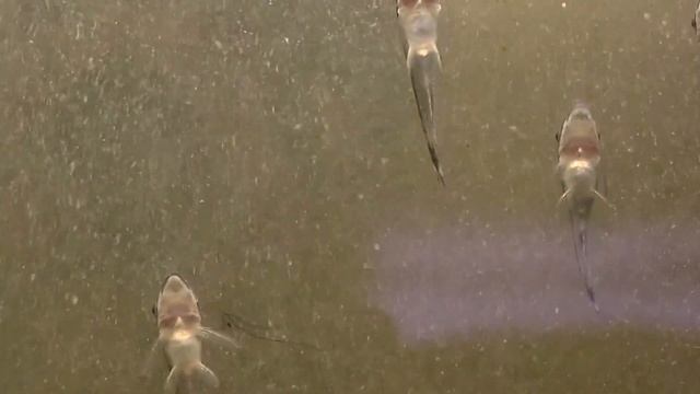 Otocinclus Macrotocinclus affinis смотреть онлайн