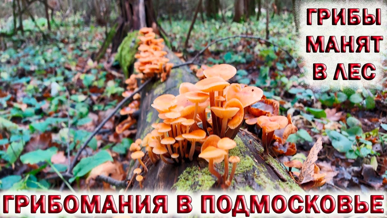 ?ЗИМНИЕ ОПЯТА В ПОДМОСКОВЬЕ..☠ЯДОВИТЫЙ ГРИБ ГАЛЕРИНА ОКАЙМЛЁННАЯ смотреть онлайн