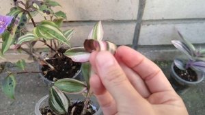 Традесканции новинки Pink Furry, Danny Lee, Tinantia variegata pringley