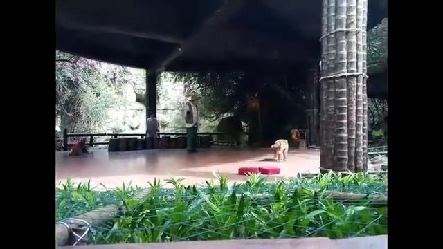 Остров обезьян г.Санья: цирковое выступление обезьян. смотреть онлайн