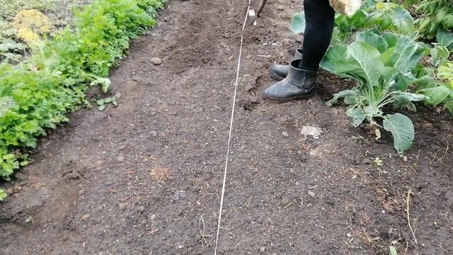 ?ЛЕТНЕЕ ВЫРАЩИВАНИЕ ДАЙКОНА смотреть онлайн