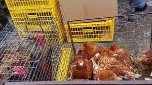 Птичий рынок - покупаем курочек несушек