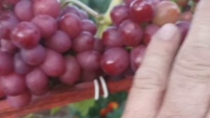 Виноград Маша.