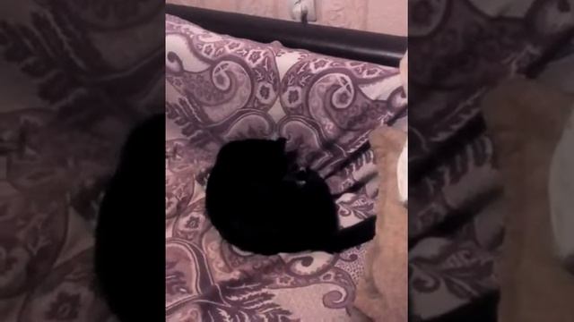 Кот кувыркается. смотреть онлайн