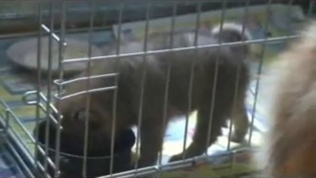 Щенок карело-финской лайки :: продается смотреть онлайн