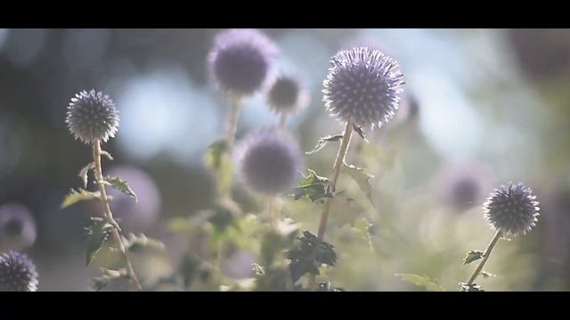 Как увеличить урожай меда. Посеять лучшие медоносы возле пасеки. Посевные медоносы. смотреть онлайн