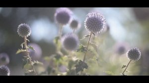 Как увеличить урожай меда. Посеять лучшие медоносы возле пасеки. Посевные медоносы.