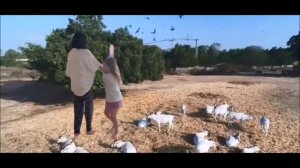 Я иду по зоопарку/ Я влюбилась в крокодила