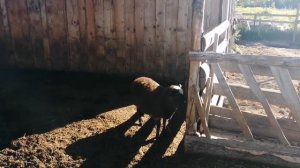 Болезни овец / баранчик очень вялый / Овца чахнет, что делать?