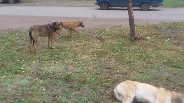 Собаки впали в спячку. Cute sleeping dogs смотреть онлайн