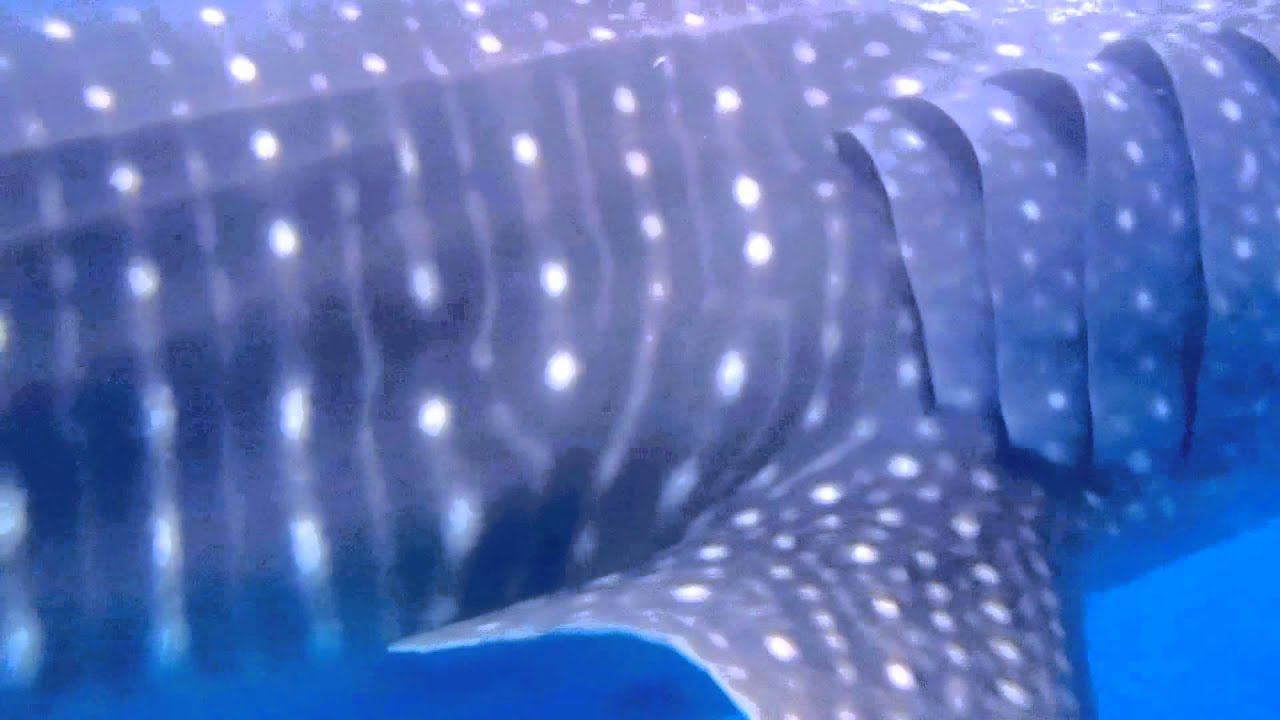 Whale Shark. Tiburón Ballena. Mar Cortéz. México. КИТОВАЯ АКУЛА. Мексика.16.12.14