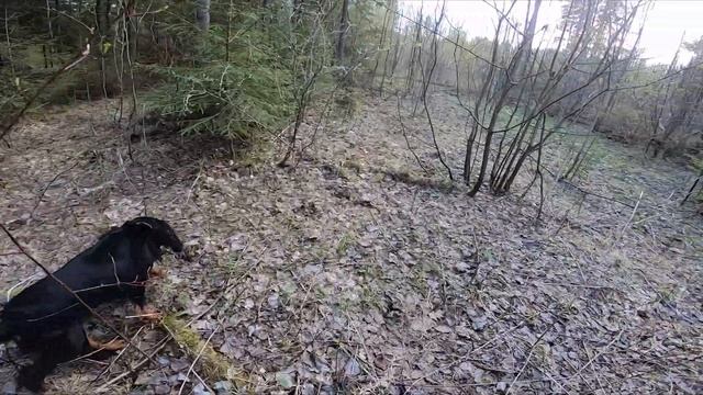 Где и когда собирать СТРОЧКИ и СМОРЧКИ.