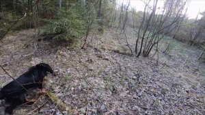 Где и когда собирать СТРОЧКИ и СМОРЧКИ.