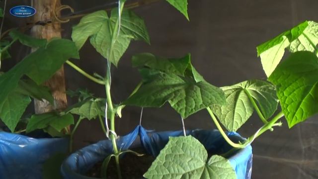 ЭКСКУРСИЯ В МОЙ НОЧНОЙ РАССАДНИК. смотреть онлайн