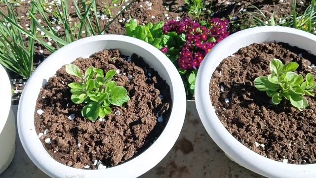 Бегонии на улице.Кто и как себя чувствует, показываю. смотреть онлайн