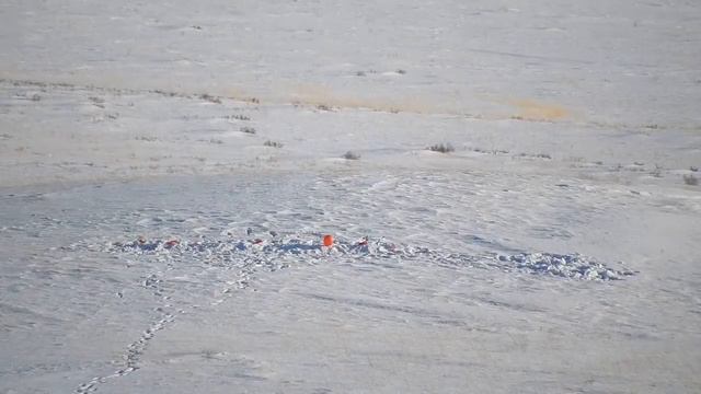 Tikka T3 cal. 6.5-55 так себе. смотреть онлайн