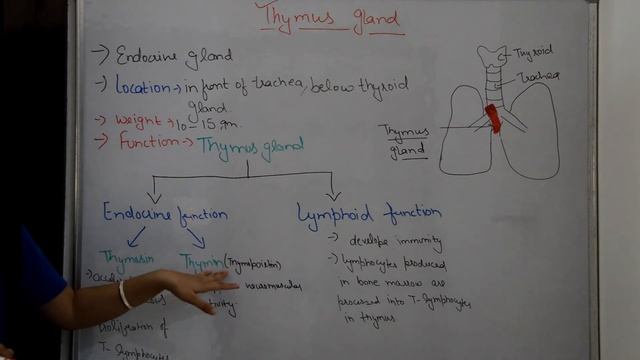 Thymus gland anatomy & physiology in hindi || structure || functions || lymphoid and endocrine смотреть онлайн