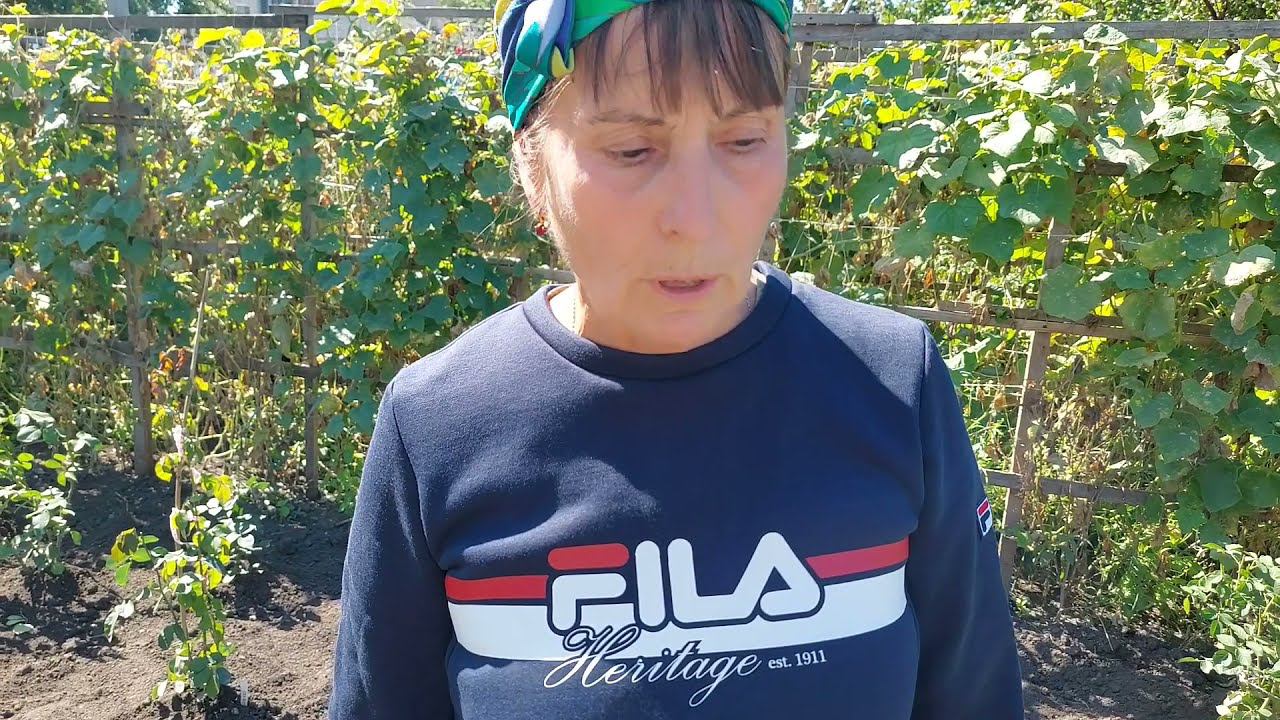 Корнесобственные розы. Достоинства, посадка и уход. смотреть онлайн