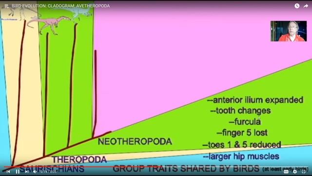 evolution of birds from theropod dinosaurs смотреть онлайн