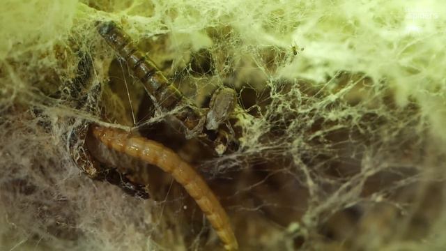 Get 'In With the Spiders' at ZSL London Zoo. смотреть онлайн