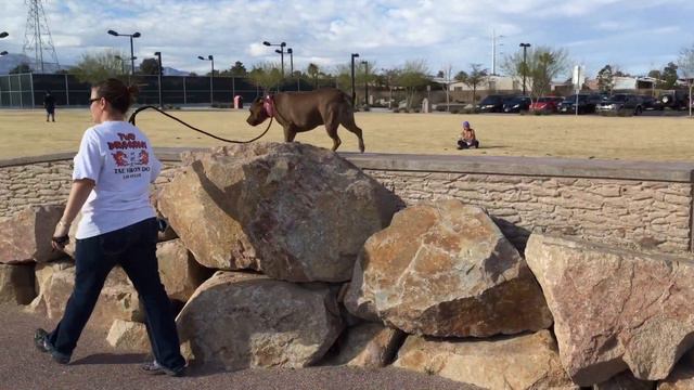 Pit Bull 101 смотреть онлайн