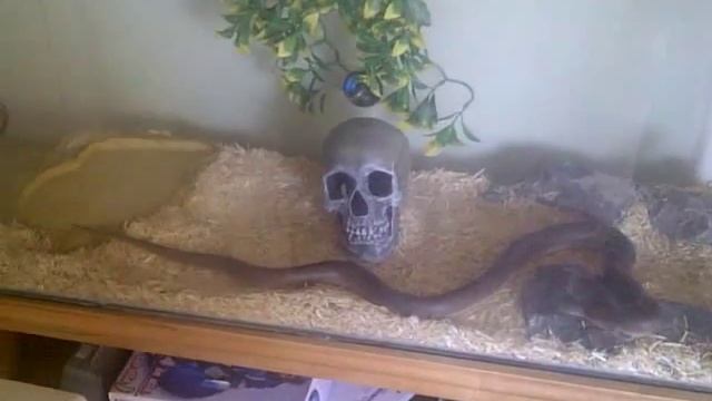 Childrens python aggressive behavior смотреть онлайн