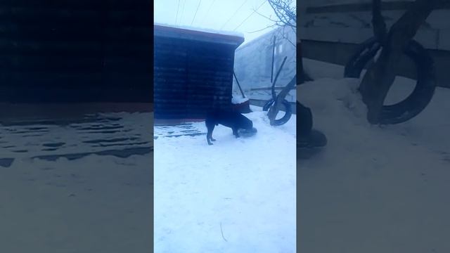 Ротвйлер бойка мой пёс смотреть онлайн