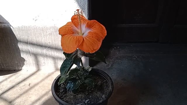 Joba gache r mati prostuti (Beautiful Big size Hibiscus pabar jonno ai vabe mati prostut korun) смотреть онлайн