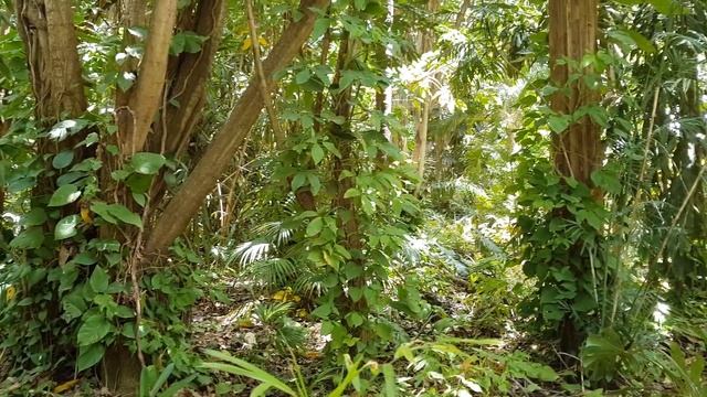 Парк Яркон - Тропический сад (Tropical Garden) смотреть онлайн