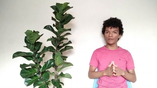 Ficus Lyrata Bambino: Guia de Cultivo! смотреть онлайн